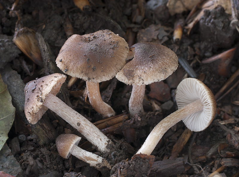 Inocybe glabripes